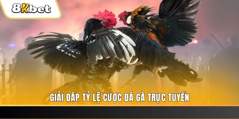 79king2 trực tiếp đá gà thomo